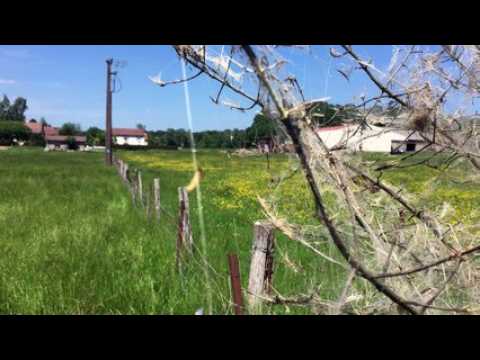 Invasion de Chenilles à Bayecourt