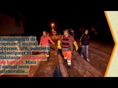 VIDEO La chouette de Saint-Dié bientôt relâchée