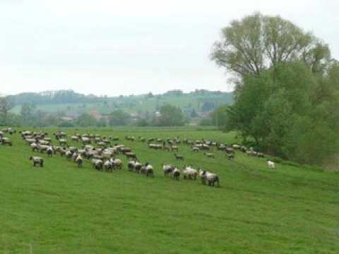 Vosges : un chien Patou pour dissuader le loup dans la...