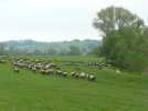 Vosges : un chien Patou pour dissuader le loup dans la...