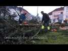 Le sapin de No&euml;l d&eacute;coup&eacute; en morceaux - Label : Vosges Matin - Category : News