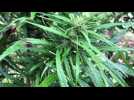 Offroicourt : razzia sur plus de 500 plants de cannabis - Label : Vosges Matin - Category : News