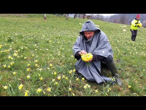 Des jonquilles pour célébrer les 40 ans de jumelage entre Gérardmer et la ville de Waremme en Belgique