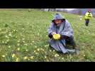 Des jonquilles pour c&eacute;l&eacute;brer les 40 ans de jumelage entre G&eacute;rardmer et la ville de Waremme en Belgique - Label : Vosges Matin - Category : News