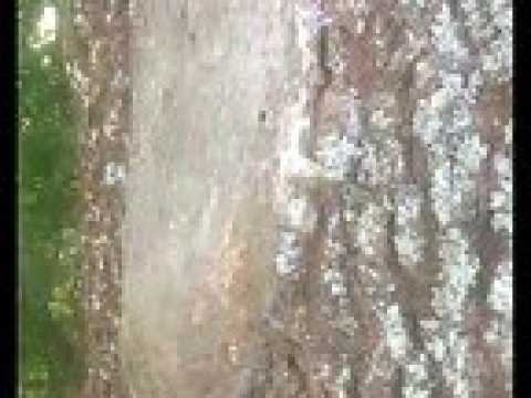 Des chenilles processionnaires envahissent des arbres à Epinal