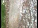 Des chenilles processionnaires envahissent des arbres &agrave; Epinal - Label : Vosges Matin - Category : News