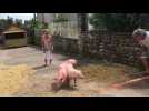 Ruaux : la course des trois petits cochons en images - Label : Vosges Matin - Category : News