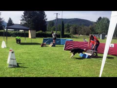 Le flyball, une discipline impressionnante au club canin