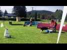 Le flyball, une discipline impressionnante au club canin - Label : Vosges Matin - Category : News