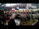 Ambiance au salon de l'agriculture de Paris