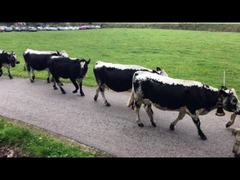Vingt-deux vaches à la transhumance de Saulxures-sur-Moselotte
