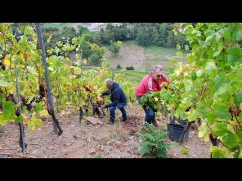 Les élus aux commandes des vendanges
