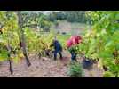 Les élus aux commandes des vendanges