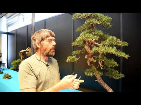 Mulhouse: un grand week-end autour de petits arbres