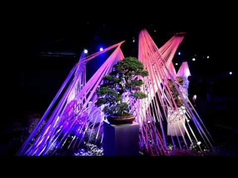 Ecrins de bonsaï, arbre et nuages: la magie de Vortex-X à Folie'flore