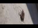 Tout savoir sur l'invasion de "punaises diaboliques" - Label : L'Alsace - Category : News