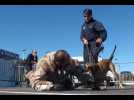 Unit&eacute; canine: l'&eacute;quivalent "d'un boxeur professionnel"' - Label : L'Alsace - Category : News