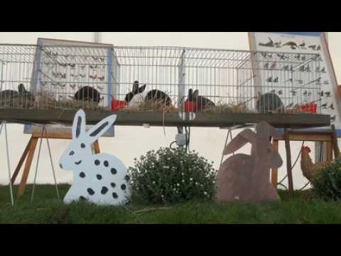 Des vedettes à poils et à plumes aux Journées d'octobre