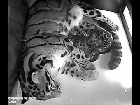 Des bébés panthères au zoo de Mulhouse