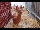 Distribution de poules &agrave; Mulhouse - Label : L'Alsace - Category : News