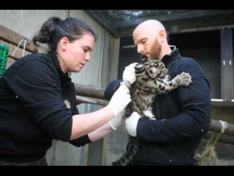 Zoo de Mulhouse : des bébés panthères de caractère