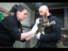 Zoo de Mulhouse : des bébés panthères de caractère