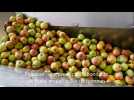 Pressoir Westhalten - Label : L'Alsace - Category : News