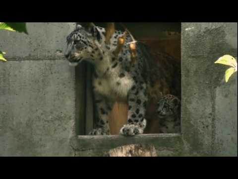 Premières sorties des bébés panthères au parc zoologique de Mulhouse