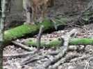 Ligsdorf : l&rsquo;homme qui a vu le lynx - Label : L'Alsace - Category : News