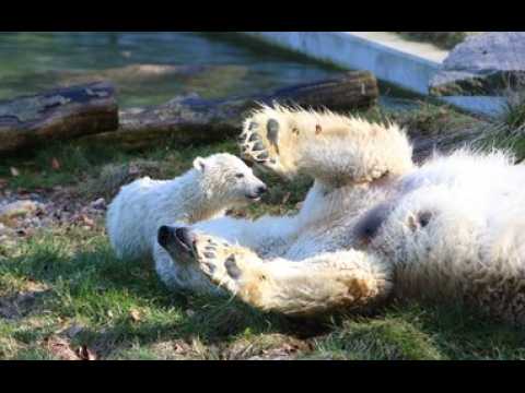 Première balade et première baignade pour l'ourson polaire Nanuq