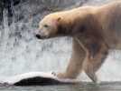 Grand froid au zoo: les ours ravis, les frileux à l'abri