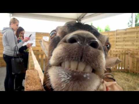Foir'expo: un saut à l'Arche des animaux