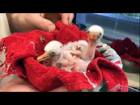 Nombreuses naissances chez les oiseaux du zoo de Mulhouse