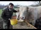 Oelenberg: de la viande charolaise au magasin monastique - Label : L'Alsace - Category : News