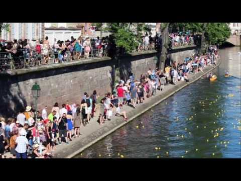 15 000 canards lâchés dans l’Ill