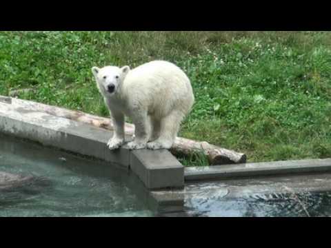 Série d'exercices pour Nanuq, l'oursonne du zoo de Mulhouse