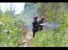 Départ de feu de forêt à Lutterbach