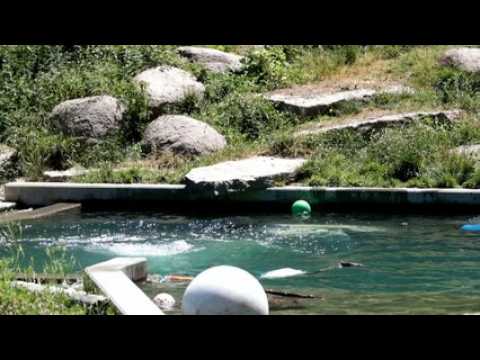 L'oursonne Nanuq du Zoo Mulhouse a 7 mois