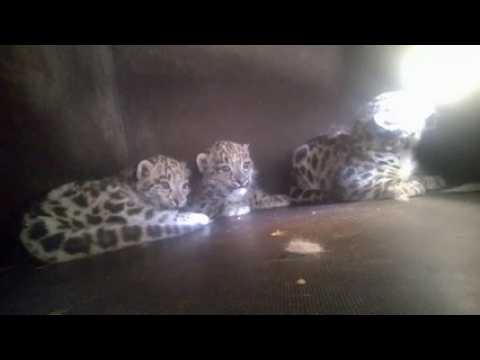 Naissance de trois bébés panthères au zoo de Mulhouse