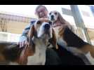 Une quarantaine de chiens et de chiots recueillis par la... - Label : L'Alsace - Category : News