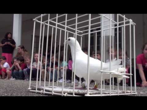 Tour de France colombophile : lâcher de pigeons à...