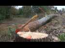 Trente-deux arbres fatigu&eacute;s abattus &agrave;... - Label : L'Alsace - Category : News