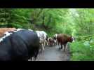 La transhumance... - Label : L'Alsace - Category : News