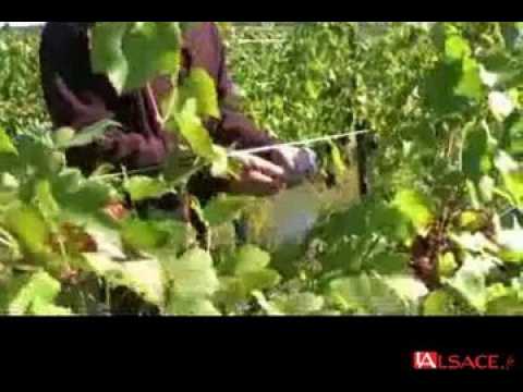 debut vendanges 2010