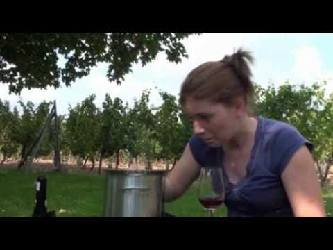 FAV Reine des Vins