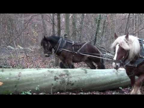 Debardage en chevaux a...