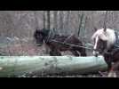 Debardage en chevaux a... - Label : L'Alsace - Category : News