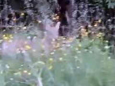 Jura : un loup vu dans les rues d’un village durant l’été