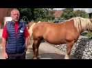 Jo&euml;l Parent pr&eacute;sente le concours d&rsquo;&eacute;levage du cheval comtois &agrave; Pontarlier - Label : L'Est Républicain - Category : Animaux