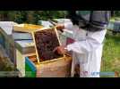 Fr&eacute;d&eacute;ric Perchat, apiculteur professionnel - Label : Le Progrès - Jura Infos - Category : News